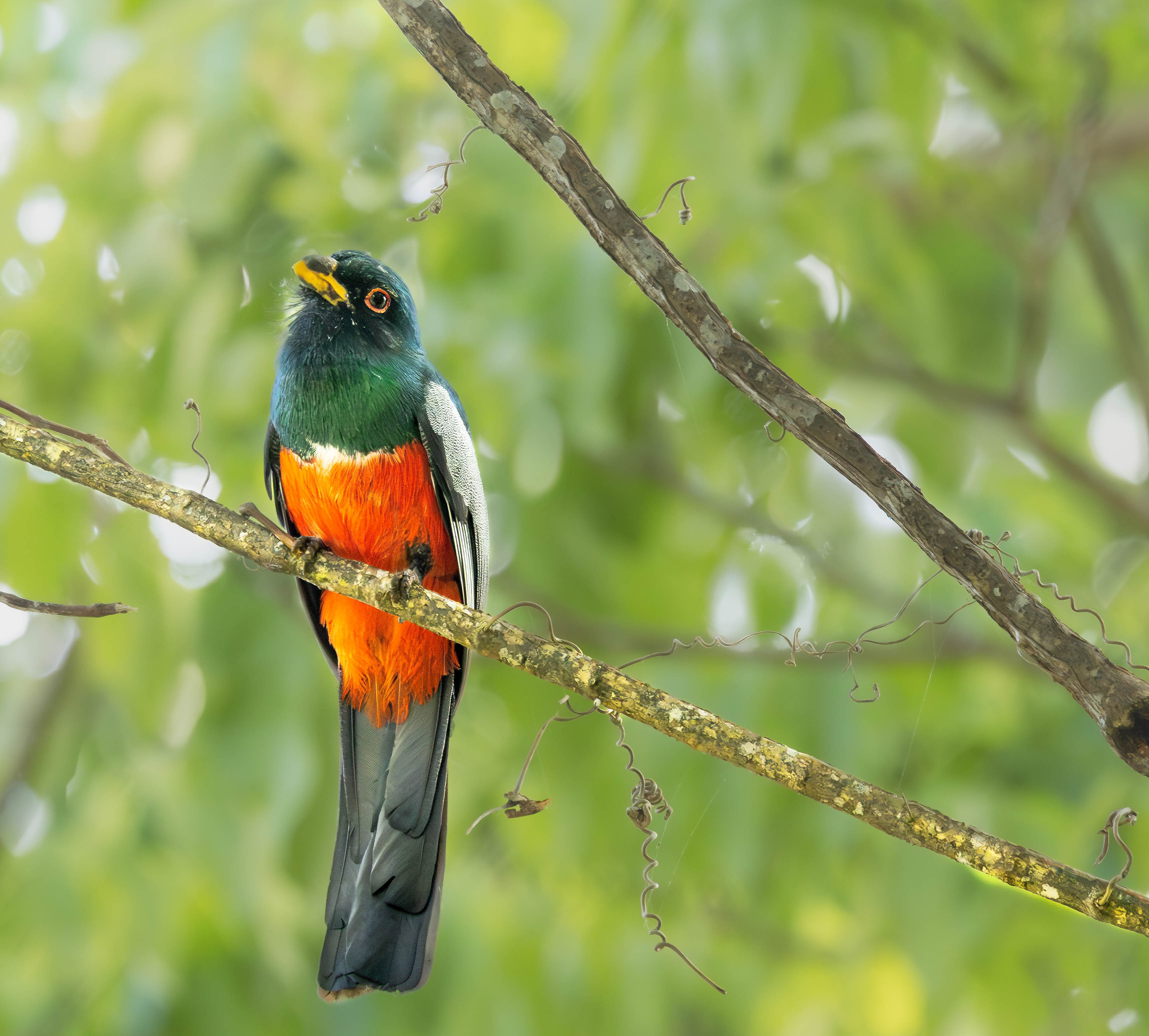 Atardecer en la selva