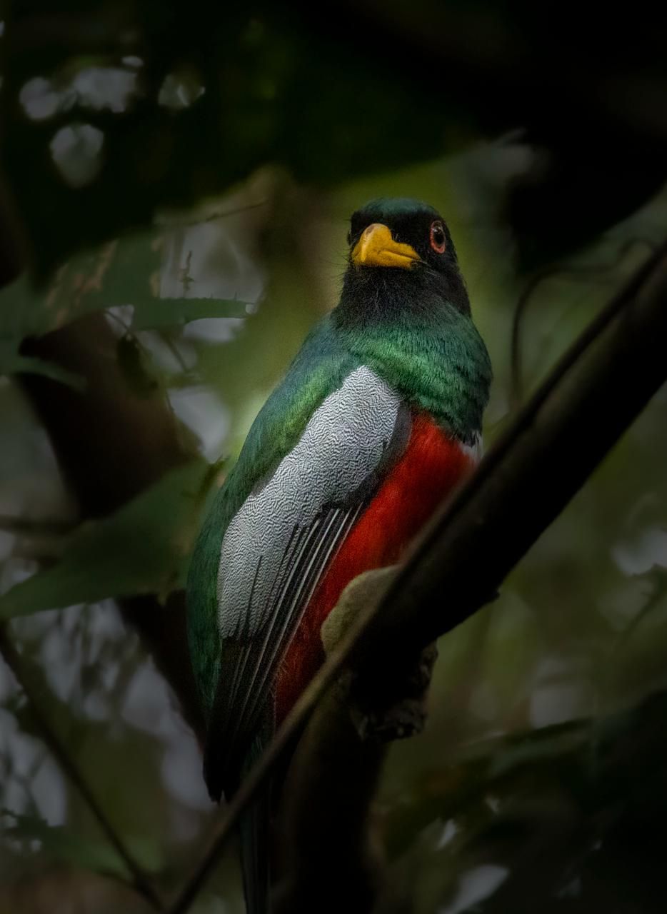 Avistamiento de fauna
