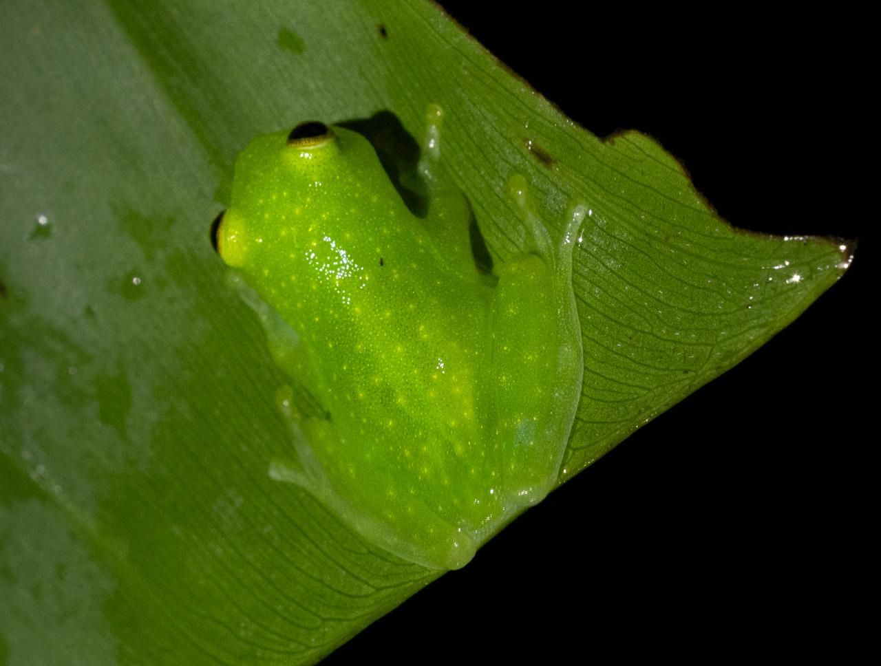 Avistamiento de fauna