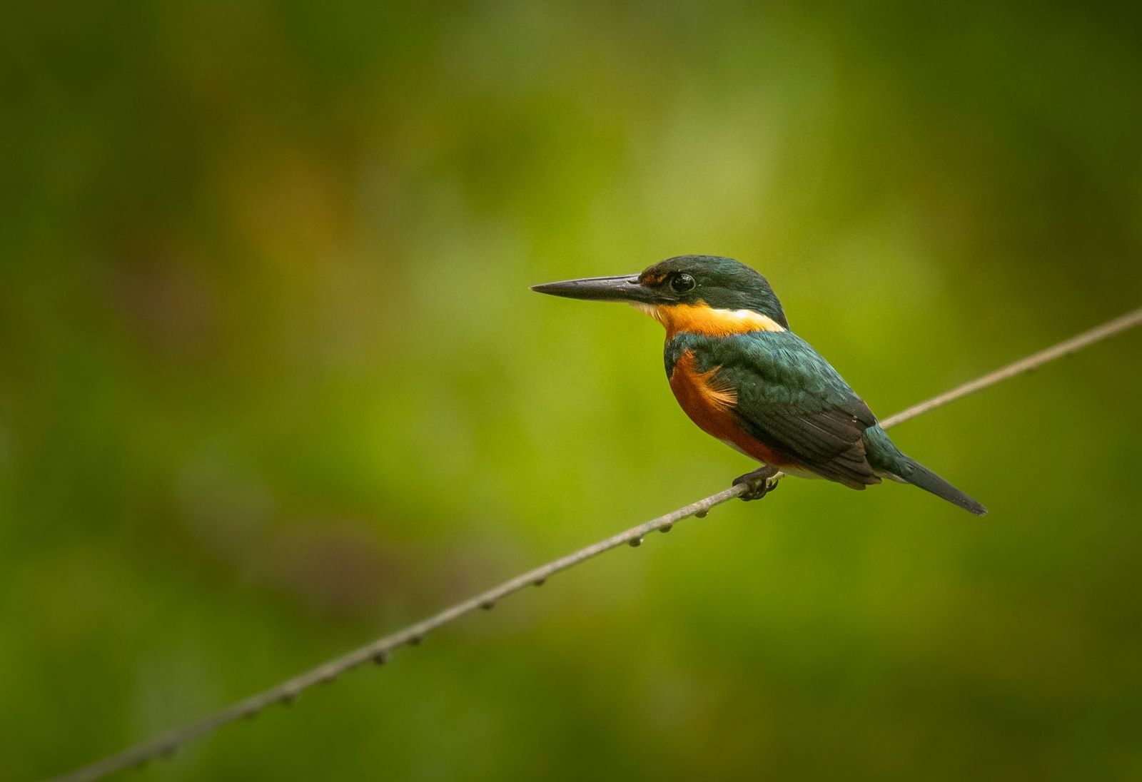 Naturaleza Mareselva