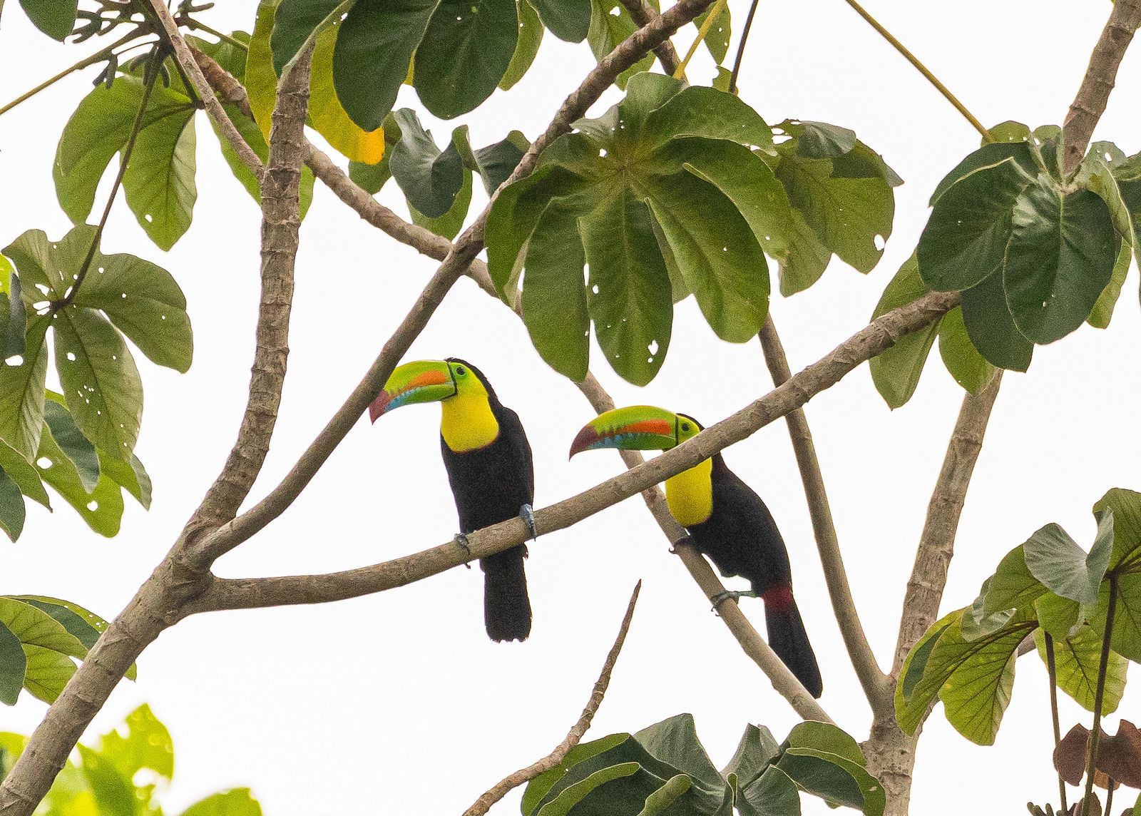 Naturaleza Mareselva