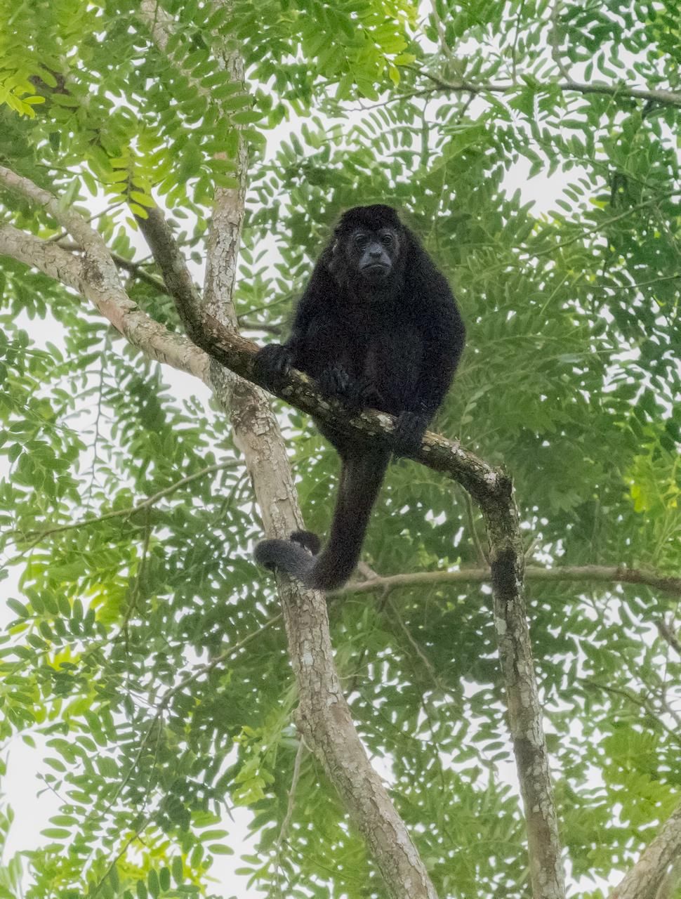 Naturaleza Mareselva