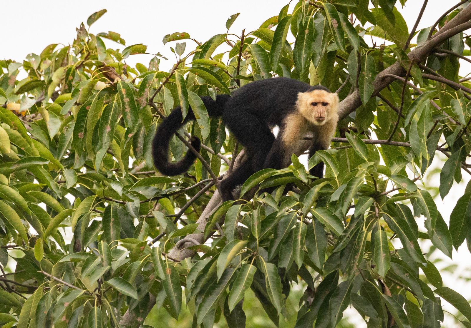 Naturaleza Mareselva